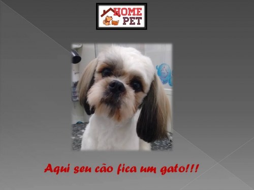 Home Pet - Pet shop em Mogi das Cruzes