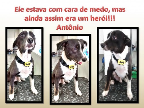 Home Pet - Pet shop em Mogi das Cruzes